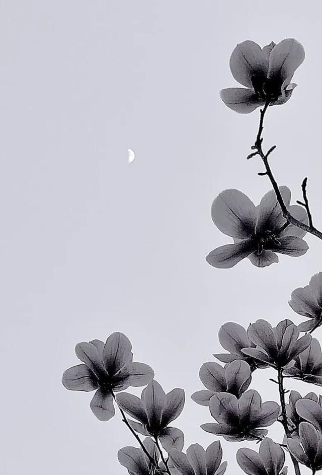 姹紫嫣红的春天，学习六个摄影技巧，拍摄别样风情的花朵照片