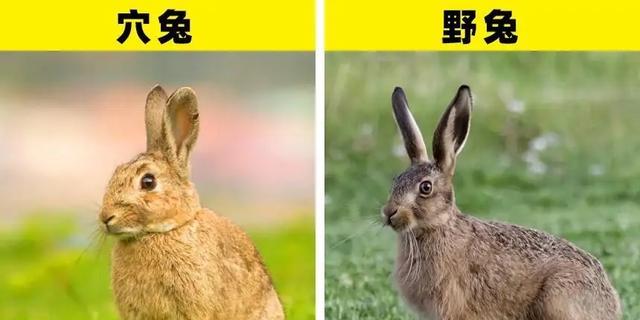 同样是驯化的动物,兔子为何没有成为人类的主要肉食来源?