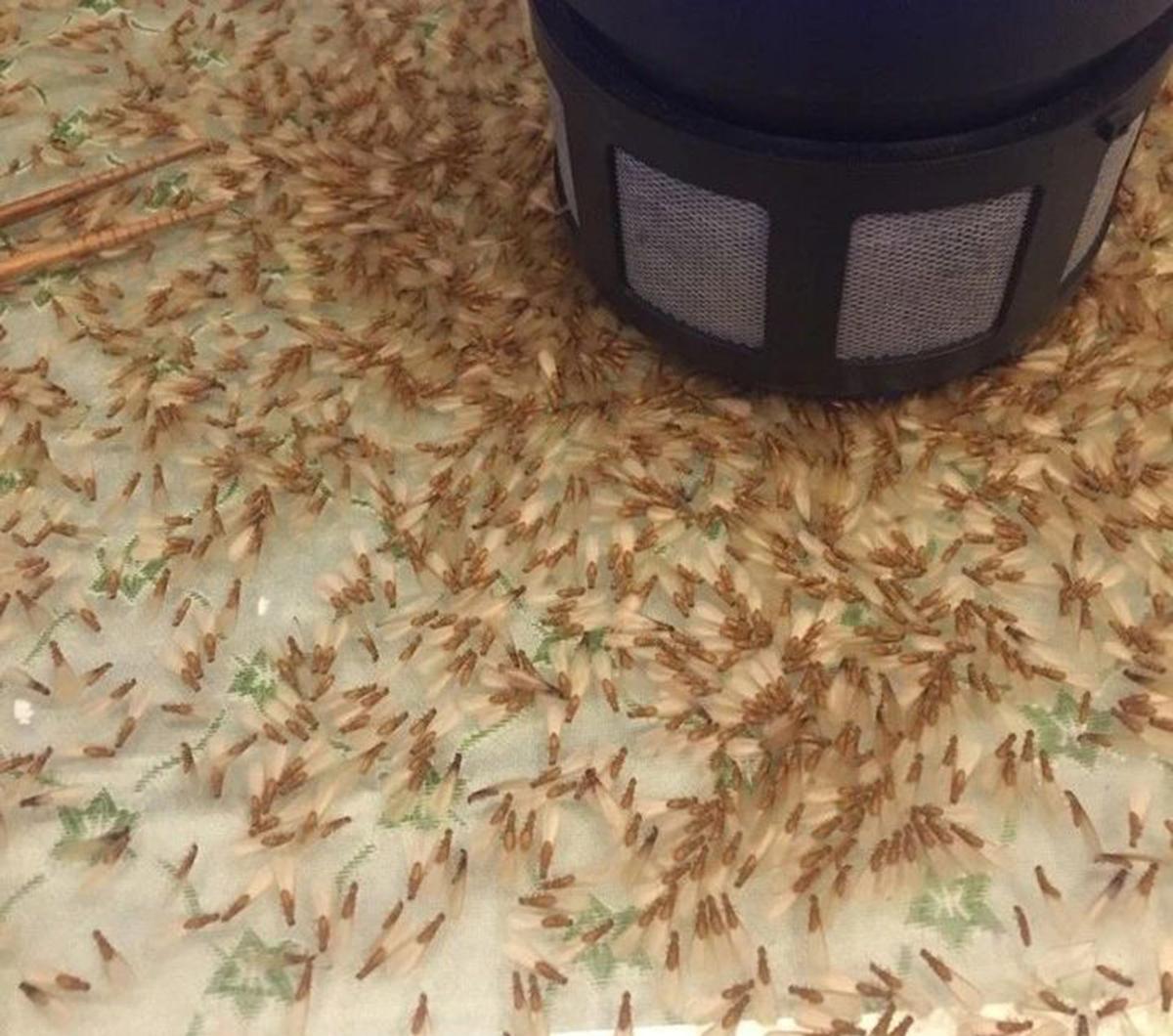 猎奇:十年磨一剑的蚁族,如果蚁后突然死亡,其他蚂蚁会怎么样?