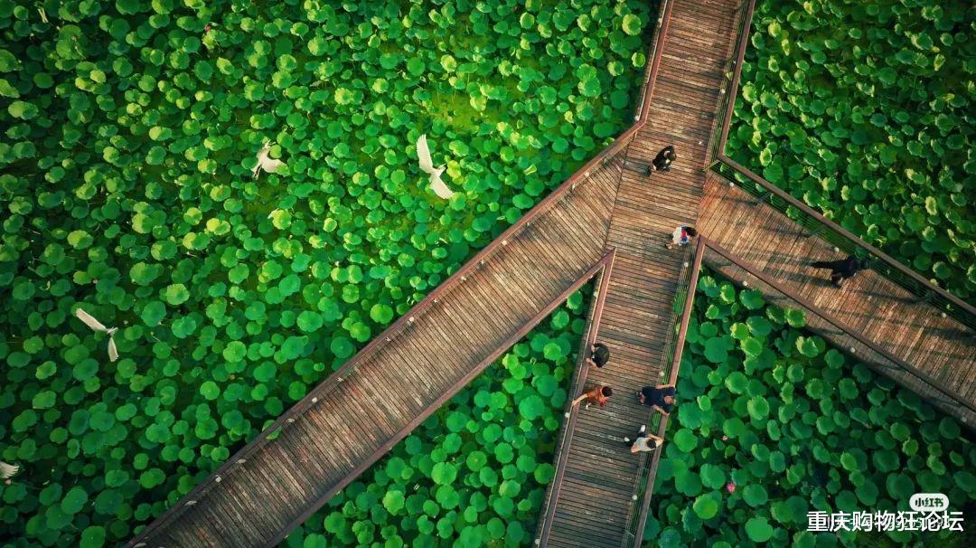 荷花|南岸藏着大片免费赏荷地，还有白鹭、儿童乐园…