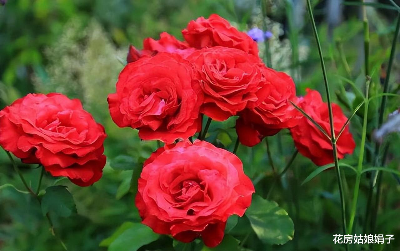 撂荒的1000㎡院子重建，一半养花，一半种菜，享受宁静的田园生活