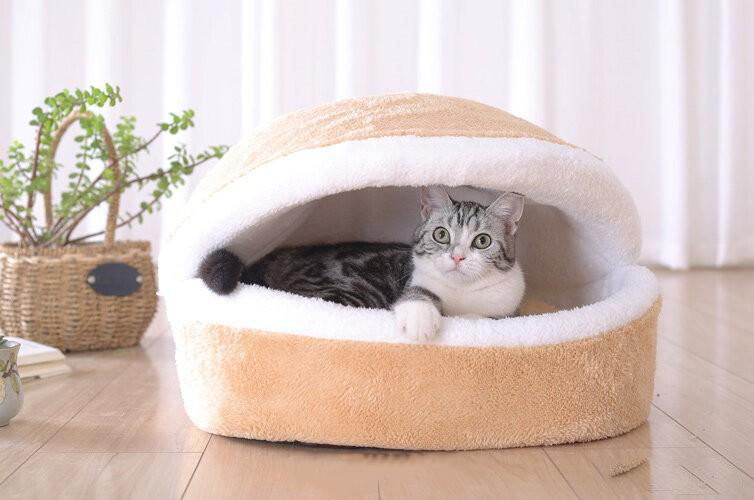 新手养猫指南｜新手养猫需要做哪些准备