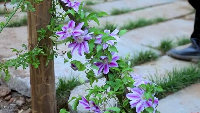 向往李子柒的田园生活,不妨栽下“三种花”,阳台也能变“仙境”