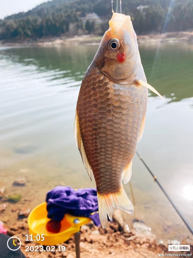 海钓|板鲫出巡，鱼情给力