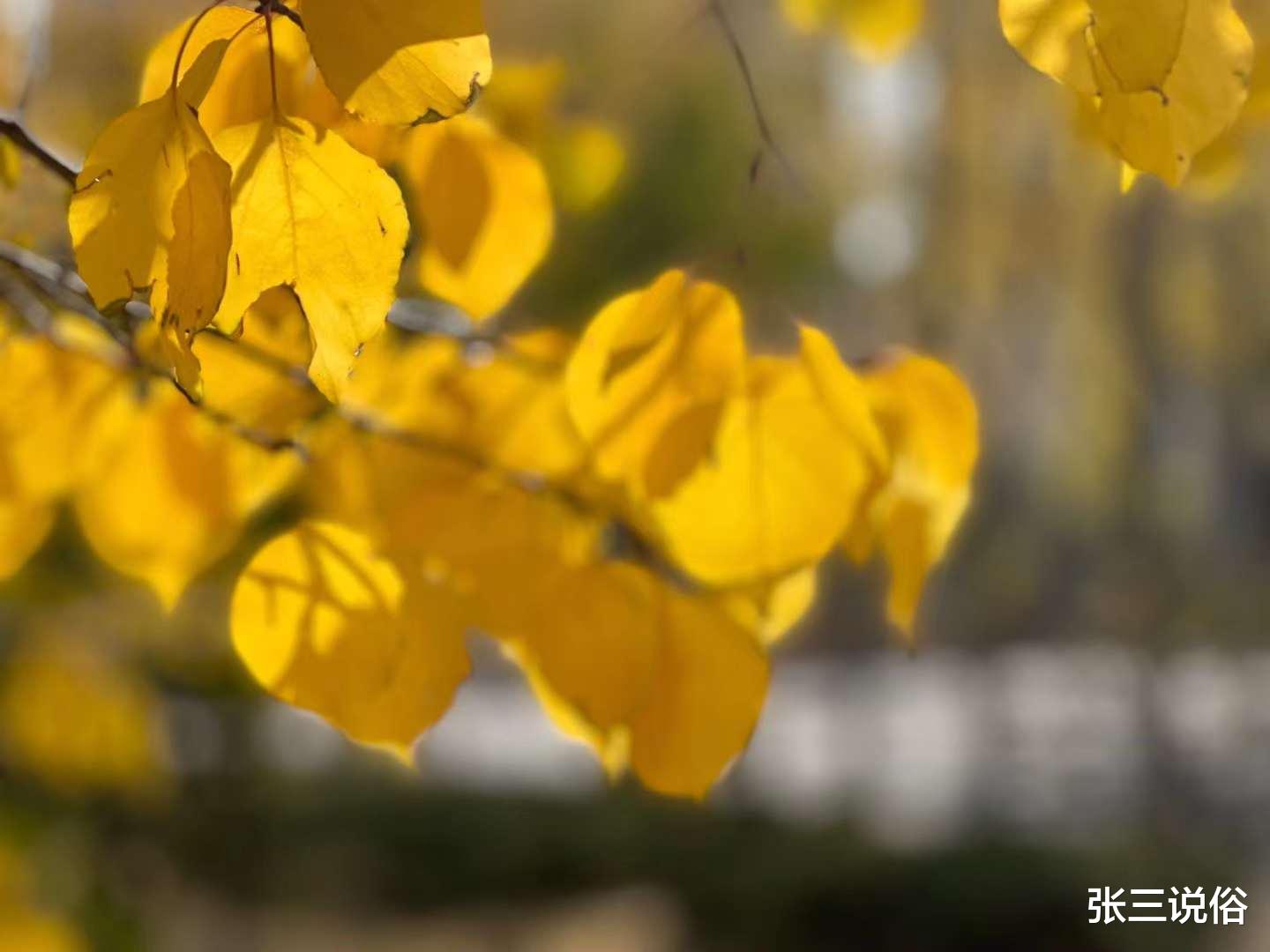 补钙|立冬将至,老人说“立冬三件事,一冬无烦恼”:三件事分别指的是啥?