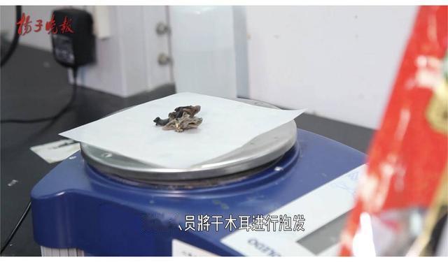 黑木耳|黑木耳泡多久会变成“毒木耳”?我们用实验告诉你