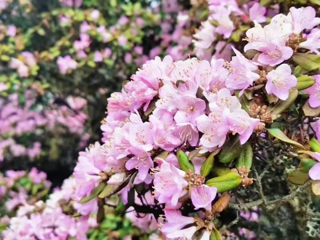 |【云南人游大理 大理人游大理】花花花花花！“五一”就差一个你 共赴浪漫花事啦