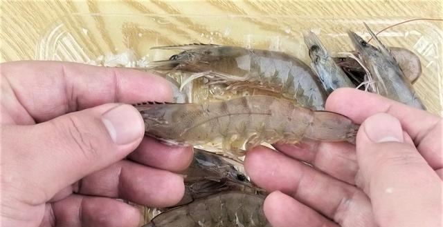 饵料|晚春垂钓翘嘴鱼,注意这些方面的细节,上钩的都是大翘嘴