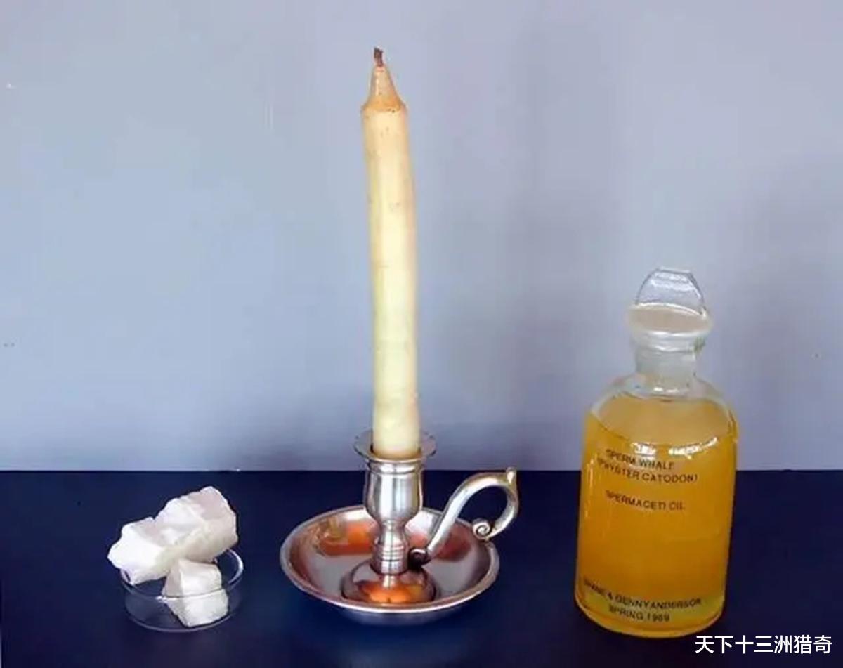 抹香鲸的世界:一半是深渊,一半是火焰,生活在深渊中的光明之鲸
