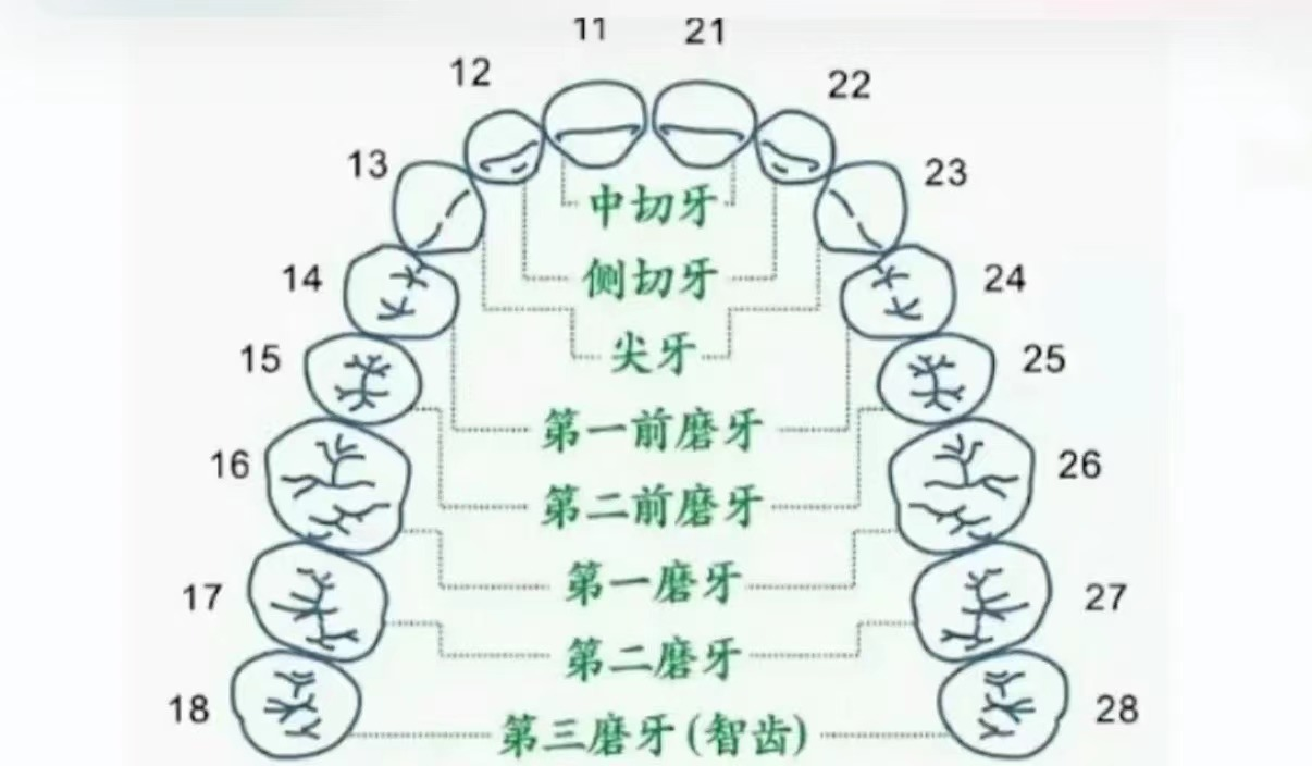 智齿和阑尾一样是人类进化过程中的淘汰物