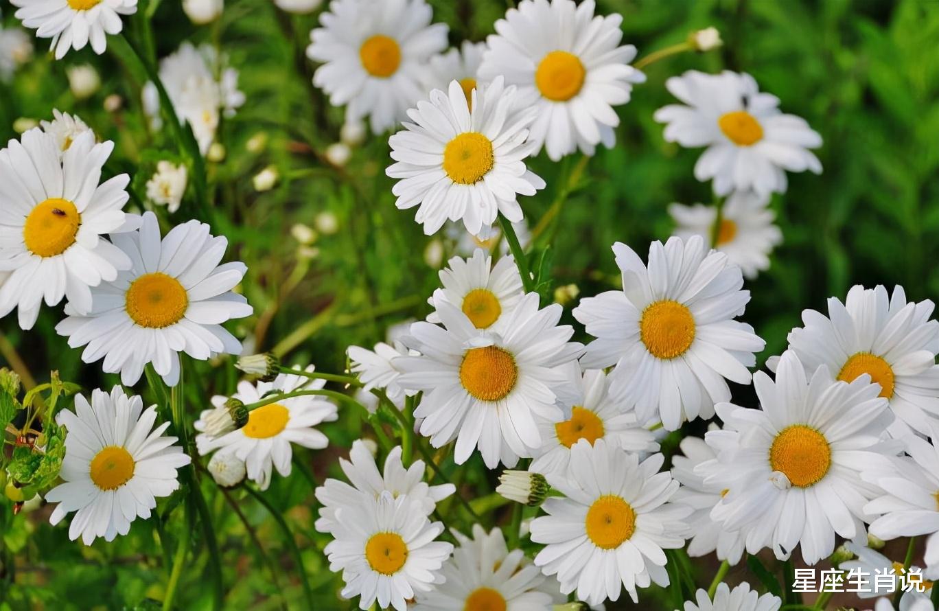 生肖|祝贺3大生肖，在正月底有福气，霉运消散，勤劳致富