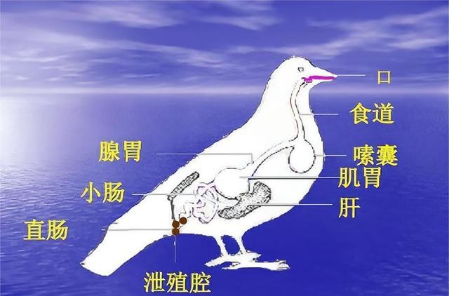 我们为何特殊？多数动物的排泄跟交配都在一个器官，人类却不是