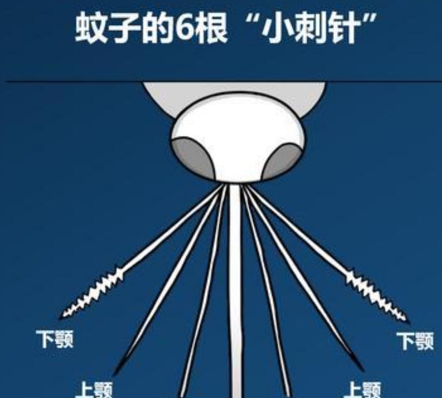 蚊子在地球上究竟有什么用?如果全部灭绝,会有何等严重的后果?