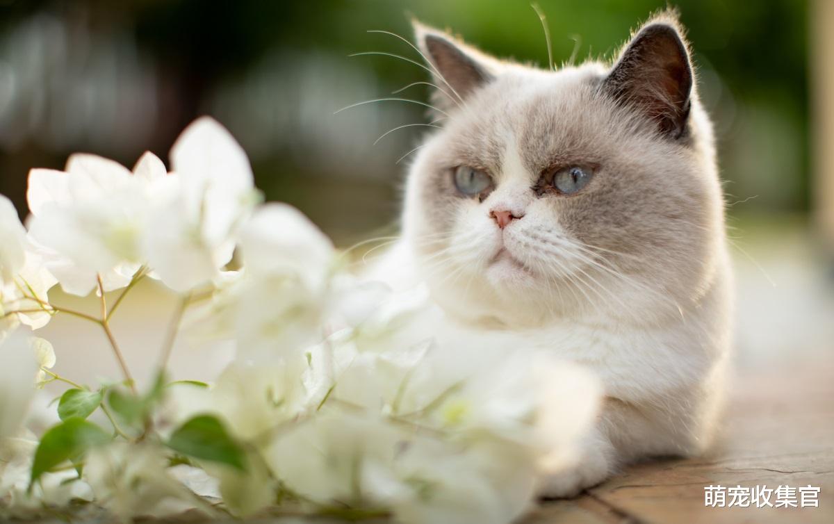 猫咪舔毛代表的意思，你一定要知道，舔主人的头发说代表头发脏？