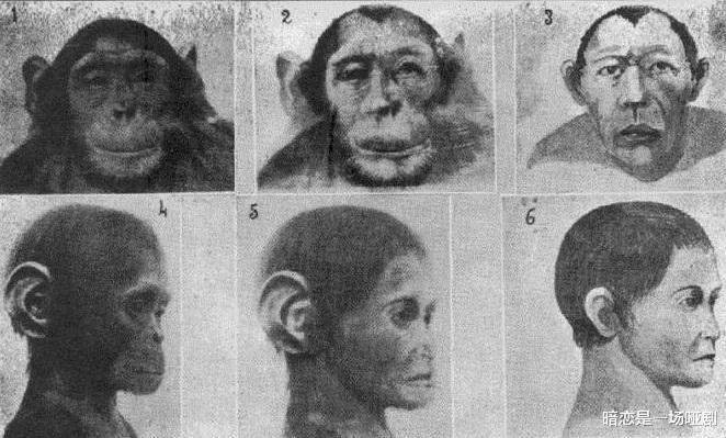 人和猩猩能有后代吗？前苏联5名女性挺身而出，结果却很现实！