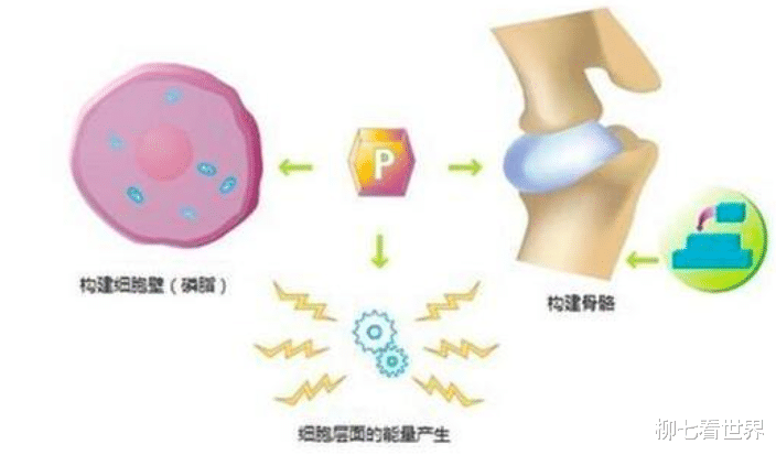 他收集了5吨人尿，试图提取黄金，一个意外的发现造福全人类