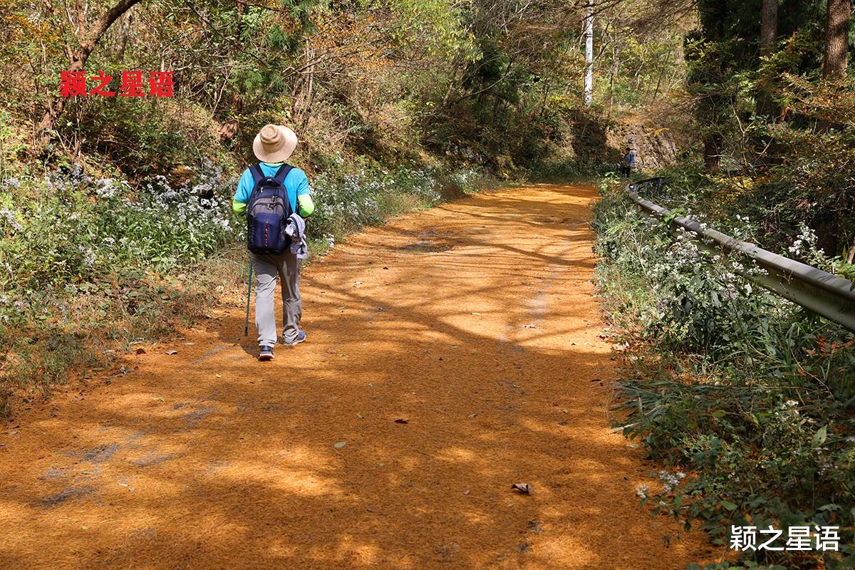 九寨沟|宁波第二条金光大道，走了还想走，赏景不忘植树人