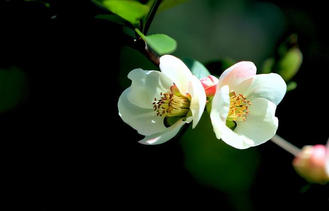 白羊座|人格魅力非常强，做人正直可靠的星族有哪些？