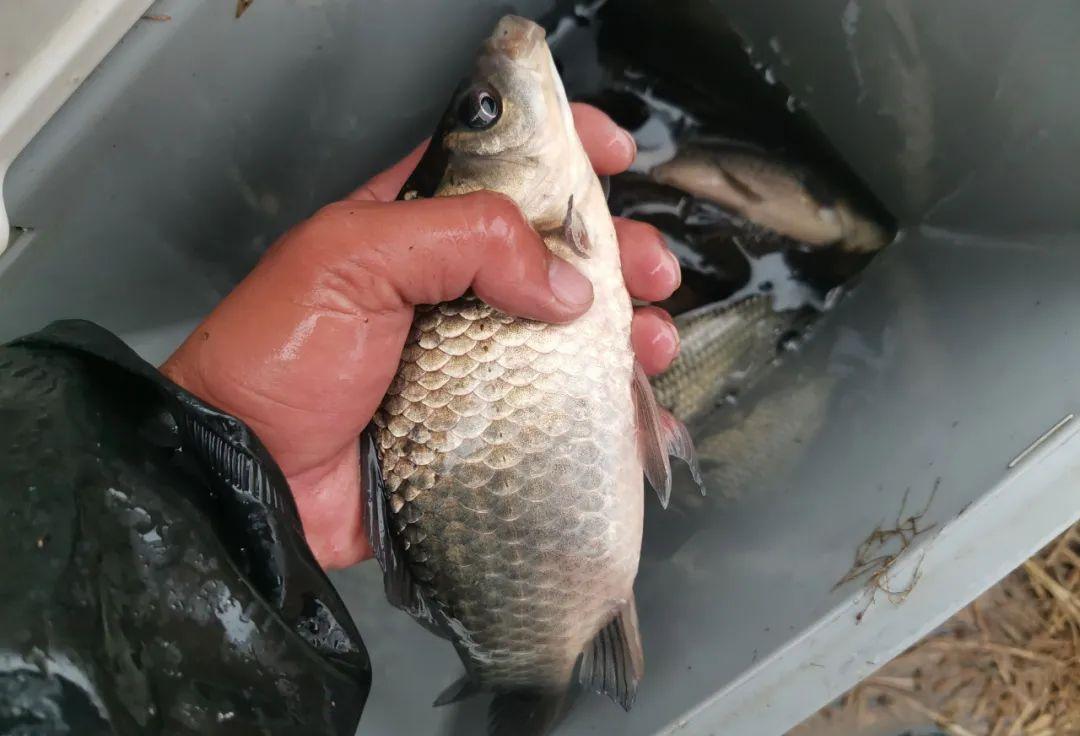 |都说降温好钓鱼,到底是前一天还是后一天?千万别选错了!