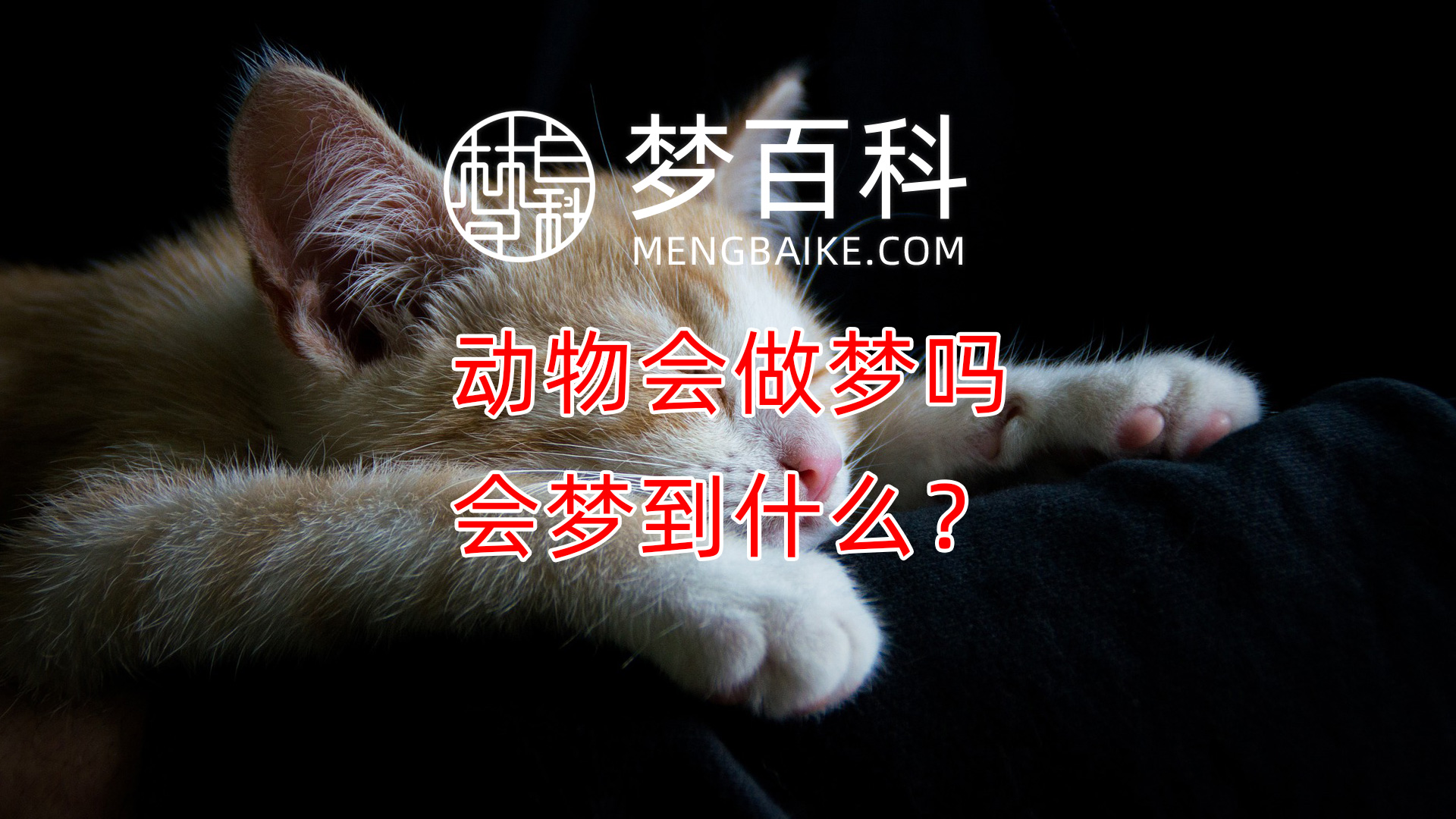 动物会做梦吗？动物做梦是什么样？动物会梦到什么？