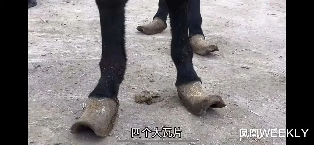 老中医 小毛驴“暴力”美甲：是谁爽翻了？