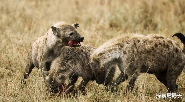 非洲野狗群vs鬣狗群，如果这两种野兽发生群殴，谁会笑到最后呢？