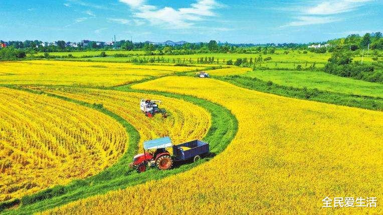 超市选大米,认准这“3行字”,不管价格和品牌,都是100%优质米