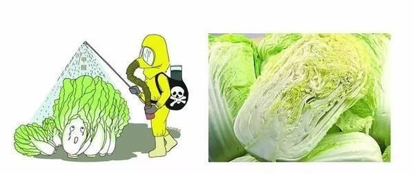 喷洒过甲醛的白菜,一般会有这三个特征,提醒大家:别买错