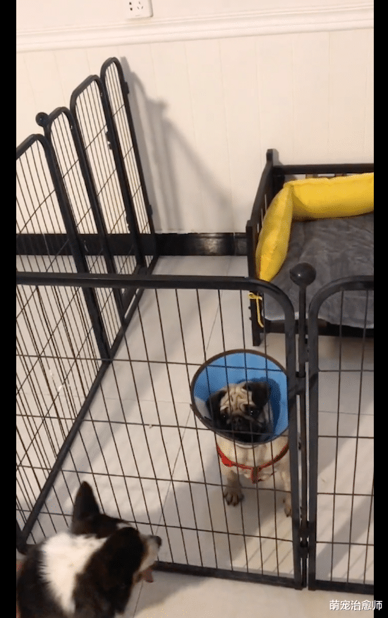 狗狗躲在三轮车下，屁股后外露组织让人害怕，医生：已脱落一个月