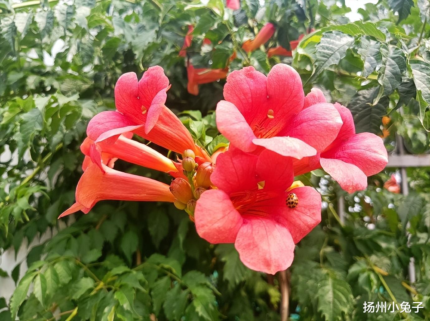 云南|从不辜负，总有花儿在等，约不约？