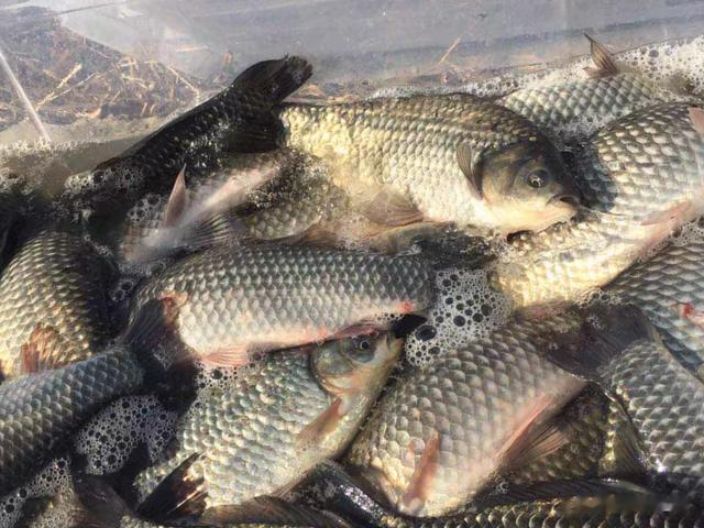 |玩黑坑不可不知的5个“潜规则”,悄悄告诉你,少交点学费