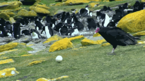间谍|人类混入企鹅群后,被原配暴打,被渣男抛弃,网友:这个导演不是人