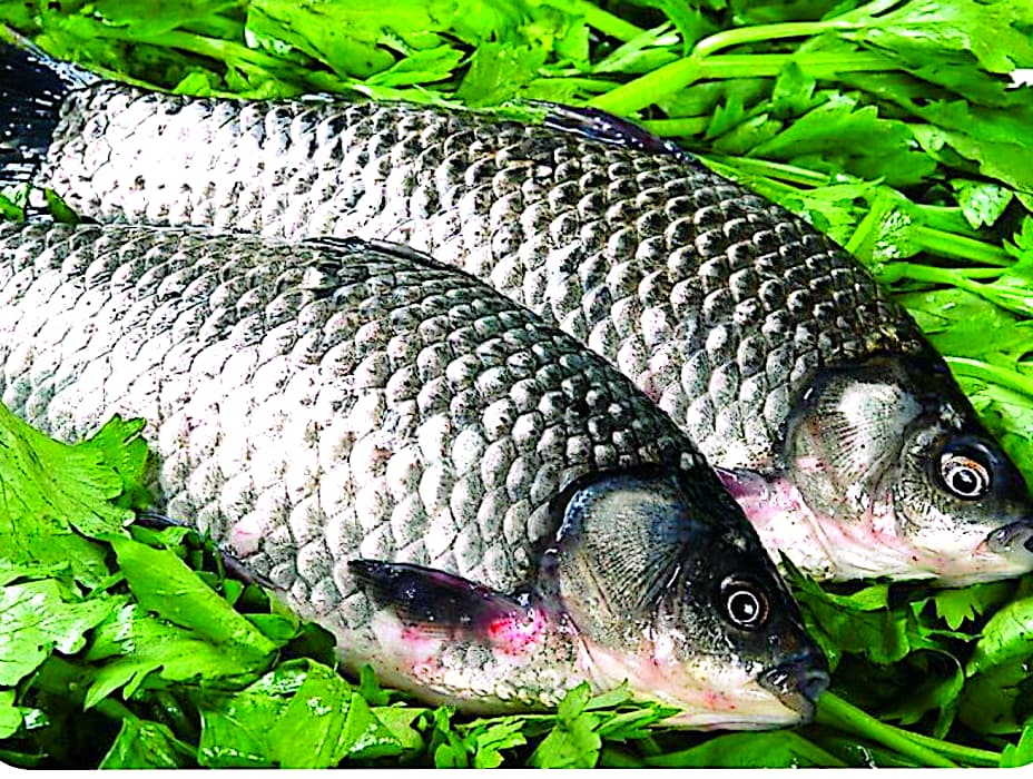 饵料|夏季钓鱼不再空军的四个技巧