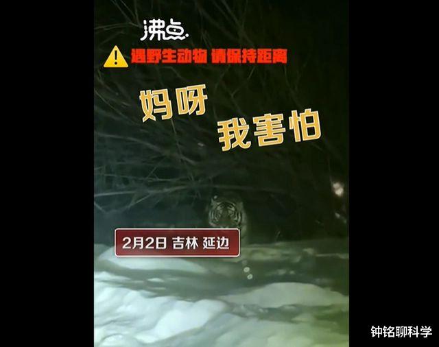3天咬死4人!印度再现“食人虎”,老虎食人的罪魁祸首或是人类