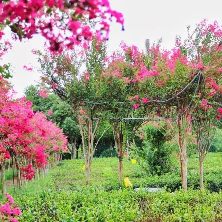 安徽|安徽人游安徽 | 国庆假期到谢裕大茶博园 嗨玩一整天不重样!