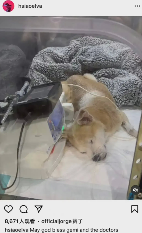 萧亚轩|萧亚轩连发5条动态，为自家狗祈福，直接无视东航事件