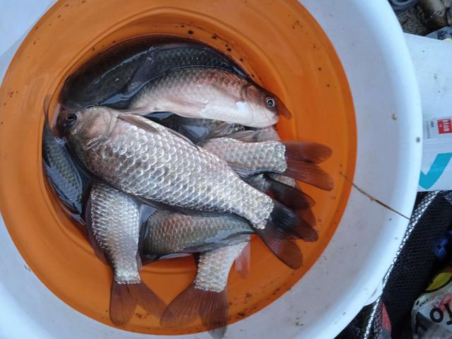 饵料|曲径通幽处，洄湾鱼群多