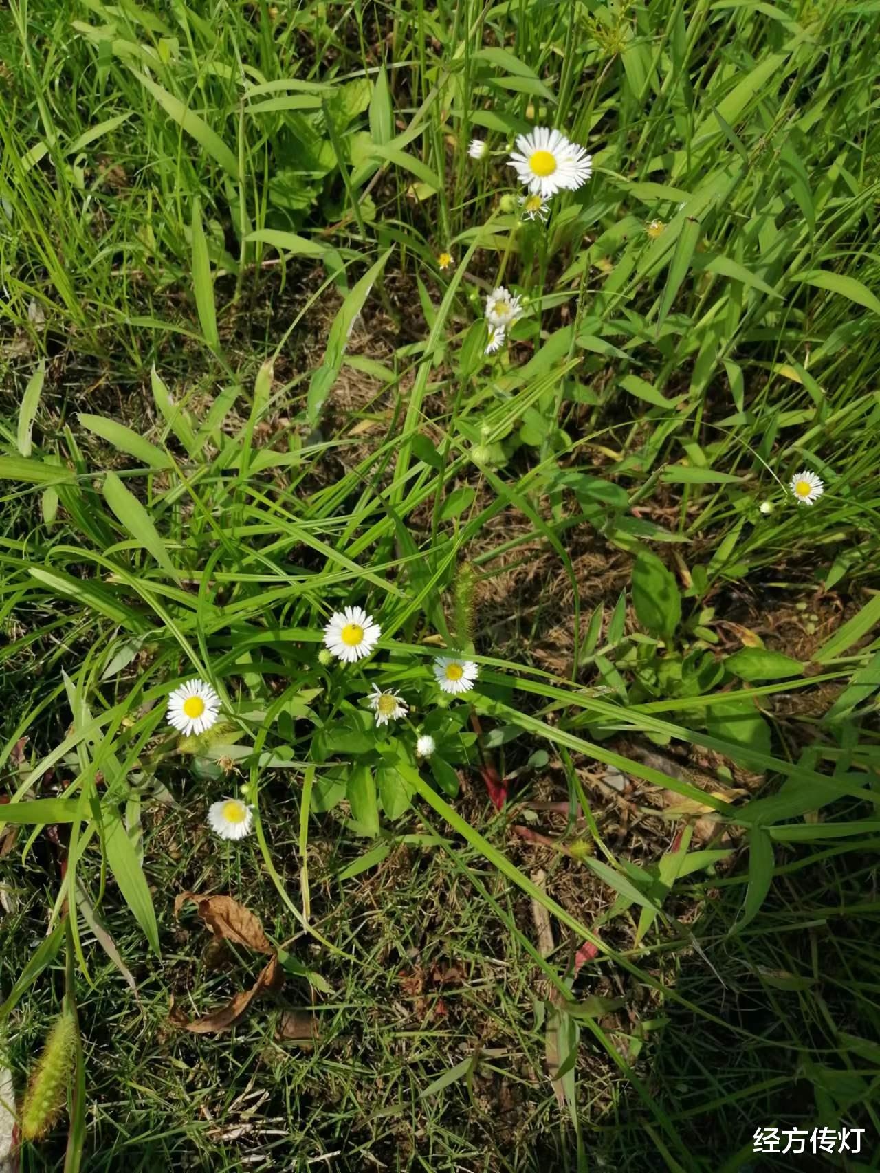 血栓|生姜泻心汤合百合知母汤加减治疗顽固性呃逆医案