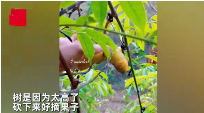 江西抚州,一男子上山发现一颗野果树,摘几个尝了一下,感觉特好吃
