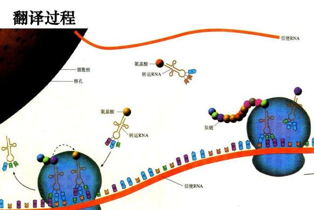 潘多拉魔盒打开了?人类基因组测序达到100%,这究竟意味着什么?