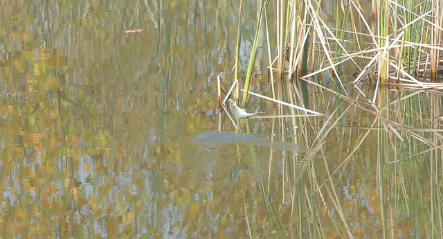 鲫鱼|野钓鲫鱼水深怎么选？冬天就应该钓深水吗？看看老钓友怎么说