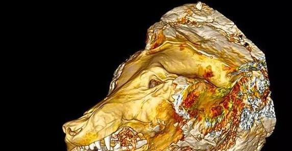 永久冻土融化,发现14300年前动物,科学家:人类该觉醒了