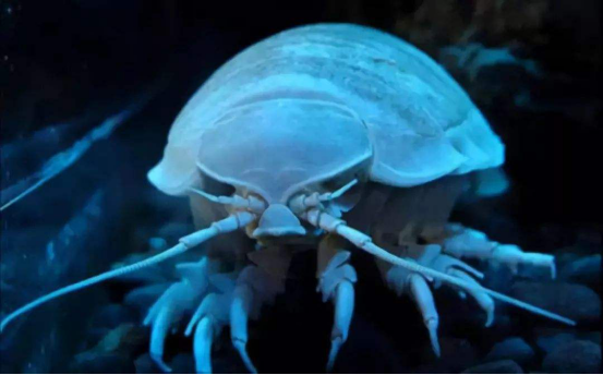 “外星生物”时隔2年再次排便,引众人围观,科学家从中获得启发