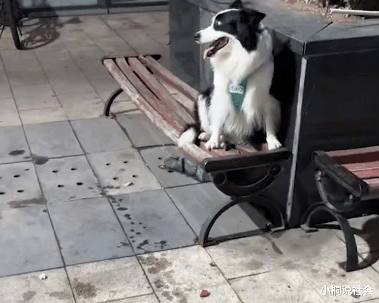 山东省|山东一女子遛狗遇狗捡东西吃，反应引人争议，养狗人士却称干得好