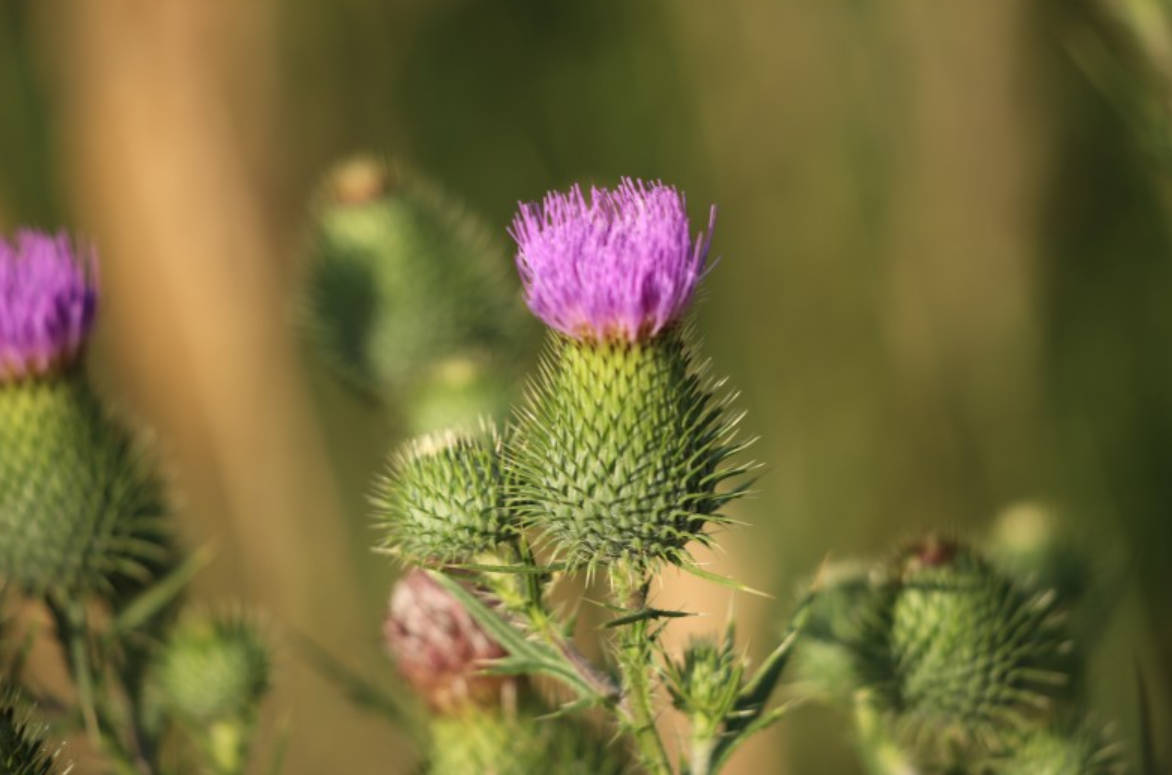 运势|1月，翻开新篇章，好运如虹，家旺财旺的生肖，招财进宝，金银满仓
