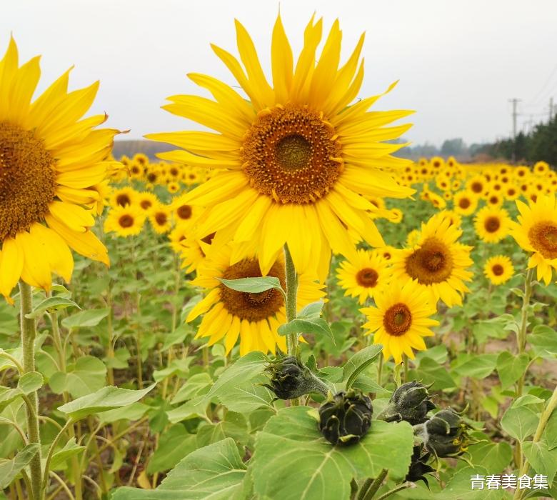 宜宾|国庆节市内游，就选这个地方吧，美好的向阳花海，幸福又快乐