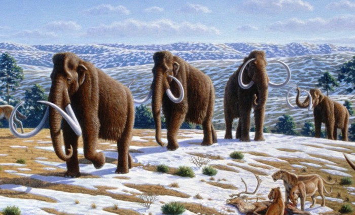 加拿大发现一具3万年前猛犸象的木乃伊，保存完好