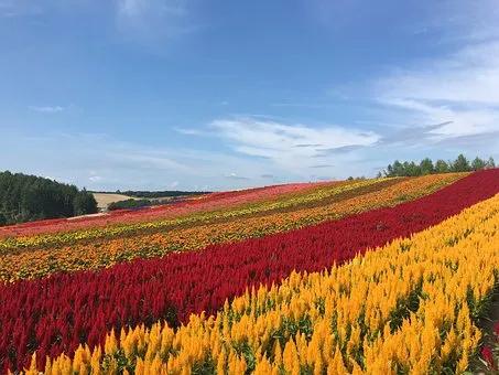 北海道|大美北海道，你来过吗？