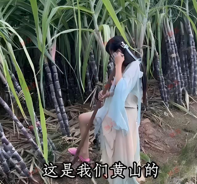 男子去相亲,相亲女蒙着面纱去偷甘蔗,男子:当时觉得很尴尬