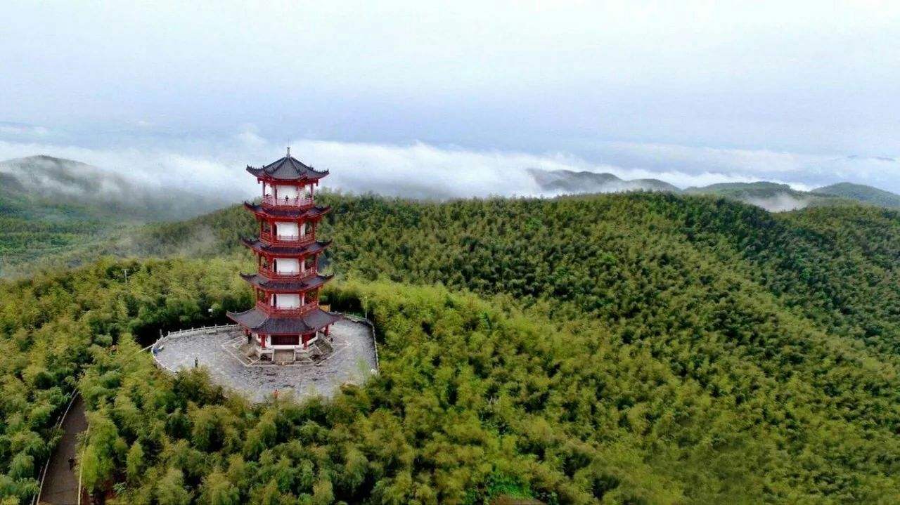 美丽|美丽的竹海，给人以别样的享受，大自然的神奇